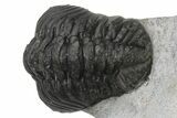 Detailed Austerops Trilobite - Ofaten, Morocco #229738-3